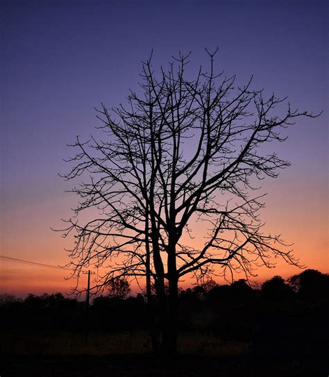 Tree Silhouette On Evening Sunset Pixahive
