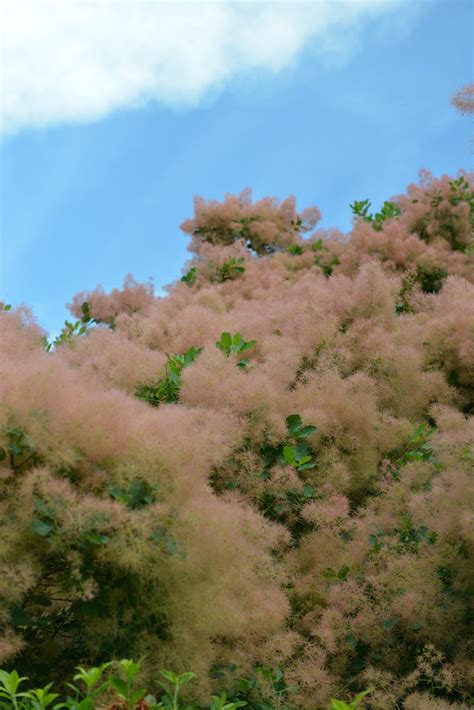 Species Spotlight Cotinus Obovatus Edge Of The Woods Native Plant