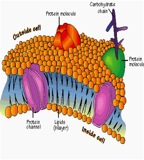 Cell Structure And Function Notes Mr Stewarts Biology Class