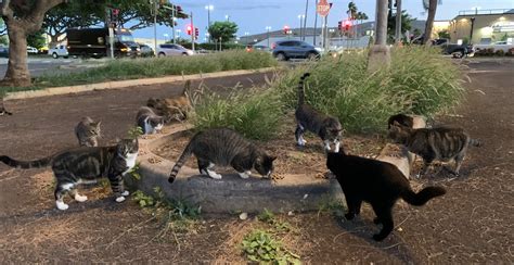 Free Roaming Cat Program Hawaiian Humane Society