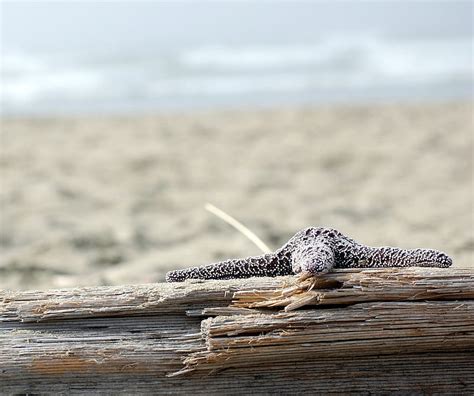 Driftwood Sea Star Beach Ocean Se Star Tofino Hd Wallpaper Peakpx