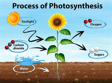 Photosynthesis Explained Worldatlas