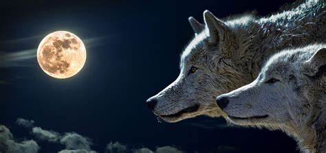 Loup garou carte a imprimer+. differentes cartes du jeux du loup garou