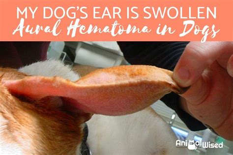 What Can I Do For My Dogs Ear Hematoma