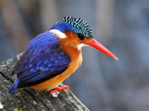 Blue Kingfisher Photo Credit To Elize Bezuidenhout Badassanimals