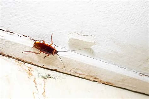 Can Cockroaches Climb Walls Pest Control Options