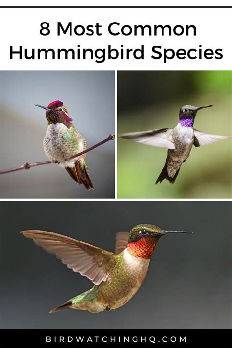 15 Types Of Hummingbirds In The United States 2023 Bird Types