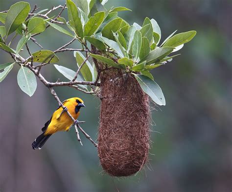 Yellow Oriole At The Nest Colorful Birds