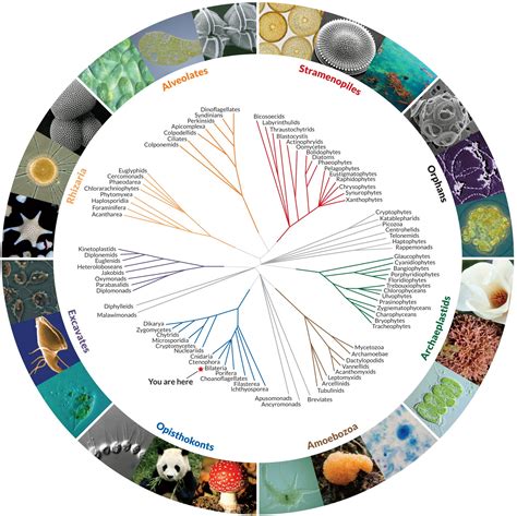 The Tree Of Life Gets A Makeover Data Science Learning Cool Science
