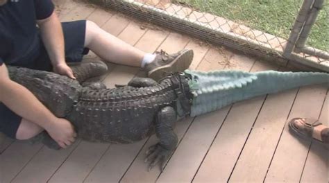 alligator gets a prosthetic tail wsvn 7news miami news weather sports fort lauderdale