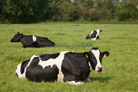 Photographie Troupeau De Vaches Laitieres De Race Holstein Au Paturage