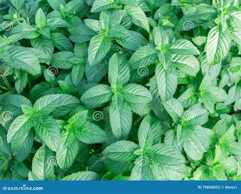 Mint Leaves Background Stock Photo Image Of Herbal Fresh 79858052
