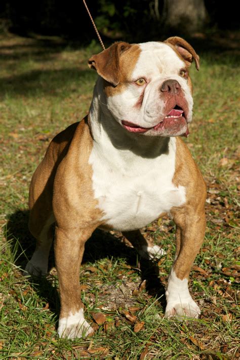 They get along very well with children and are naturally very protective of them. Olde English Bulldogge Puppies For Sale | Ocala, FL #213012