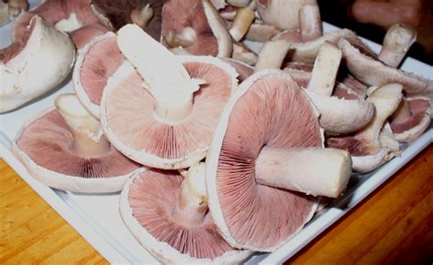 Le rosé des prés un champignon aux lames roses