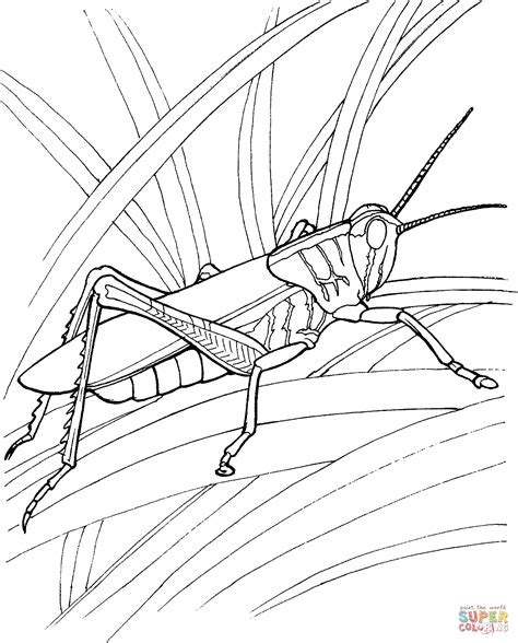 Locust 4 coloring page | Free Printable Coloring Pages