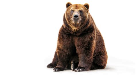 Pictures Brown Bears Bears Animal White Background 1920x1080