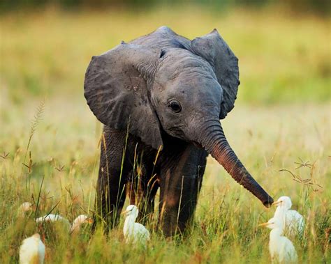Baby Elephant Wallpapers - Wallpaper Cave