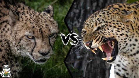 Cheetah VS Leopard - Who Would Win? - YouTube