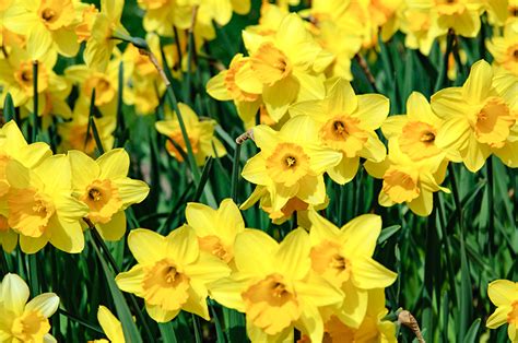 Spring Flowers Images Daffodils Spring Flowering Daffodils Are A