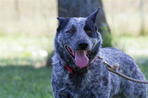 Australian Cattle Dog Blue Heeler Zeuss Medium Adult For Sale