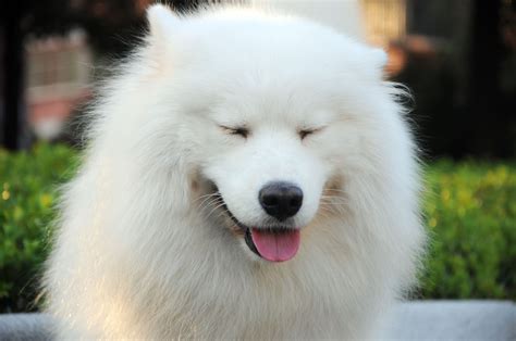 Samoyed Smiling Samoyed Dogs Beautiful Dogs Samoyed