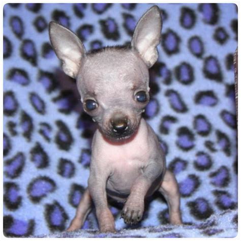Look at pictures of chihuahua puppies who need a home. Chihuahua Puppies Austin | PETSIDI