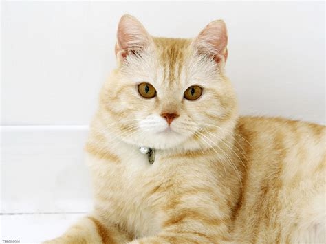 Yellow Persian Cat Kittygreen66 Flickr