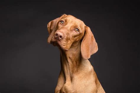 How To Tell If A Dog Is Purebred Find Out Here Pd Insurance
