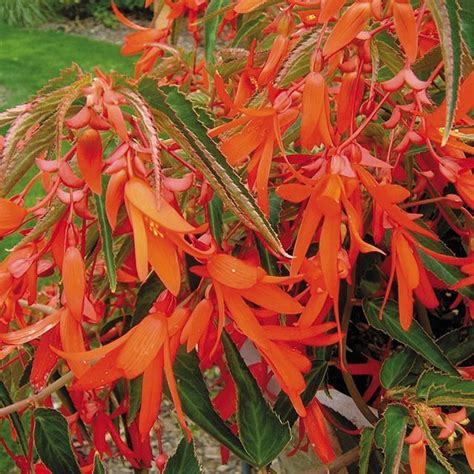 How to grow and care. 57 best images about Begonias on Pinterest | Gardens ...