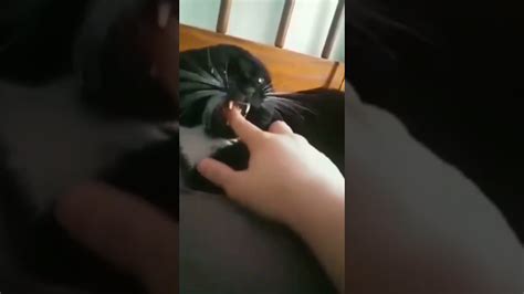 Cat Sucks Finger Youtube