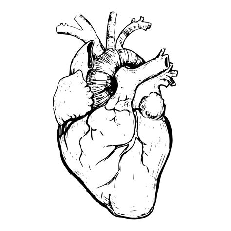 흰색 바탕에 인간의 심장 벡터 일러스트 레이 션의 해부학 프리미엄 벡터