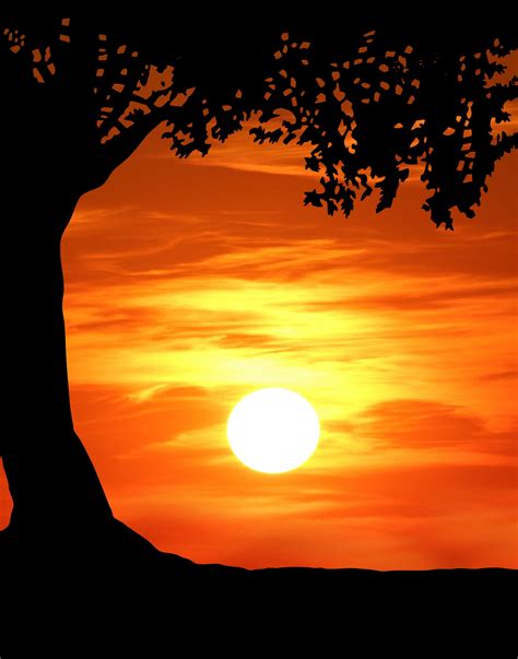 Tree Sunset Silhouette Free Stock Photo - Public Domain Pictures