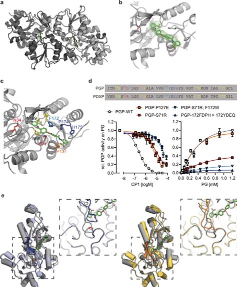 Co Crystal Structure Of Pgp In Complex With Cp1 A X Ray Crystal