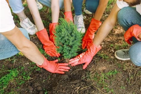 Reboisement son importance et les conditions de sa réussite