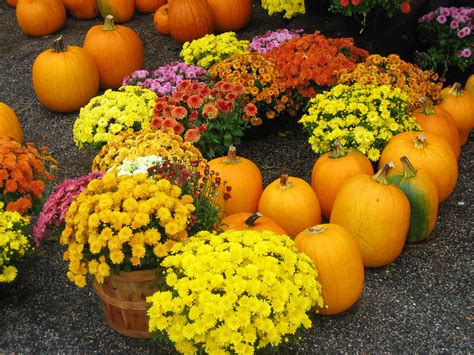 Fall Pumpkins And Flowers New England Today