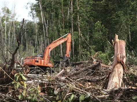 Cameroon President Calls Off Logging Plans For Ebo Forest