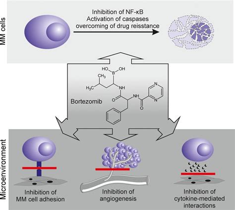 Proteasome Inhibitors Molecular Basis And Current Perspectives In