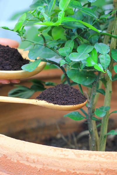 Coffee grounds can help stabilize the ph level in your compost, which will help those other kitchen scraps break down faster and more evenly. Using Coffee Grounds To Power Your Garden, Flowers, Plants ...