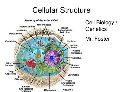 Bacteria cells do have a cytoplasm and cell membrane though. PPT - Cellular Structure PowerPoint Presentation, free ...