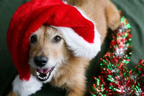 Happy Dog In A Santa Hat Stock Image Image Of Domestic 16698639