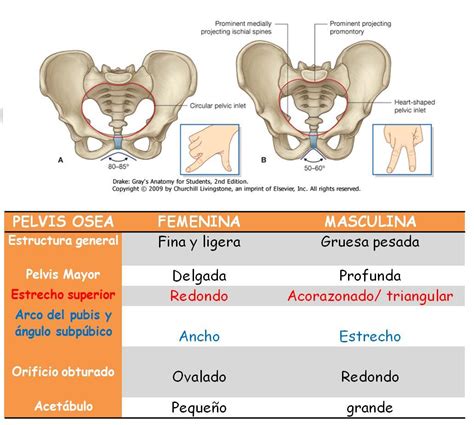 Anatom A Unam Diferencias Entre Pelvis Femenina Y Masculina
