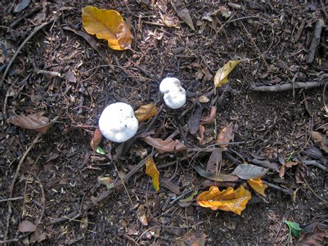 White Mushrooms On Forest Floor Free Stock Photo Public Domain Pictures