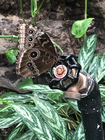 It is at the southern end of the white river balds natural area, beside the ruth and paul henning. The Butterfly Palace (Branson) - 2020 All You Need to Know ...