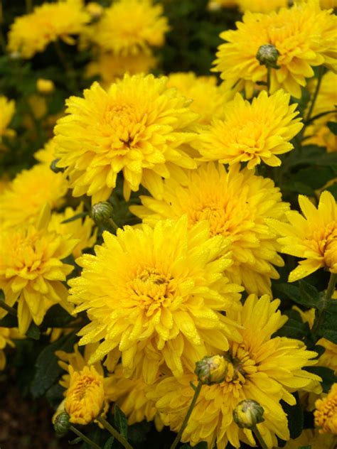 Year round, they're great for adding fullness to bouquets and arrangements that need a bright burst of yellow. Mum Golden Regards -- Bluestone Perennials