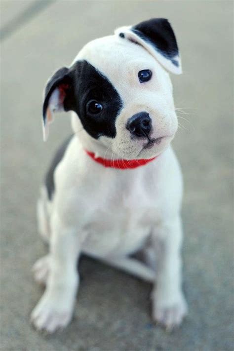 50 Adorables Imágenes De Perros Los Cachorros Más Bonitos Y Tiernos