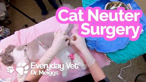 More importantly, however, spaying and neutering helps your cat live a. Cat Neuter Surgery | A walkthrough of the surgical ...