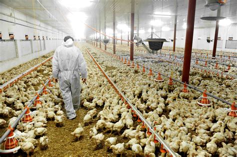 Eu Poultry Sector Concerned About Ttip Deal