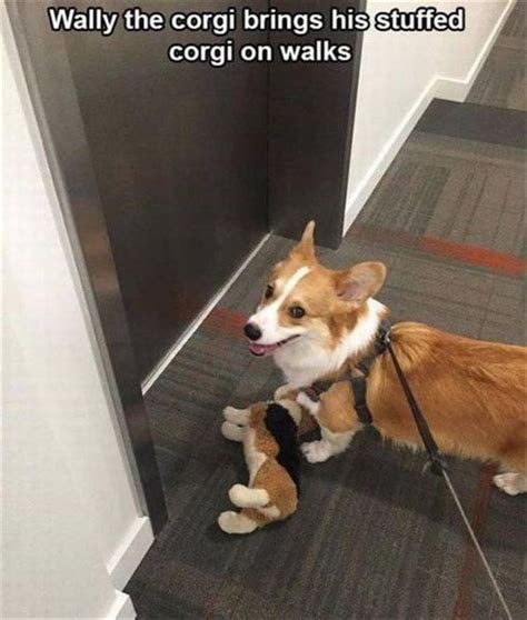 22 Funny Corgis That Are Here To Put A Smile On Our Face