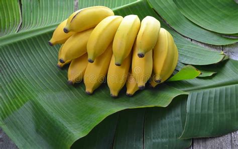 Banana Cluster Stock Image Image Of Eating Gastronomy 46270093