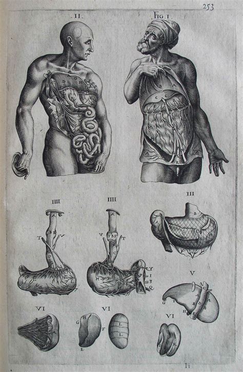Andreas Vesalius Anatomical Drawings Anatomy Drawing Anatomy Art